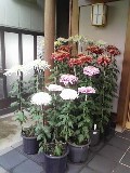 父の菊☆