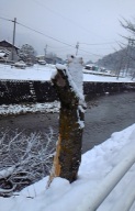 サクラの木が折れた・・・★