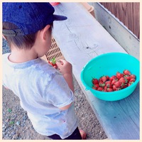 畑で採れたて苺♡ 2017/06/17 15:47:28