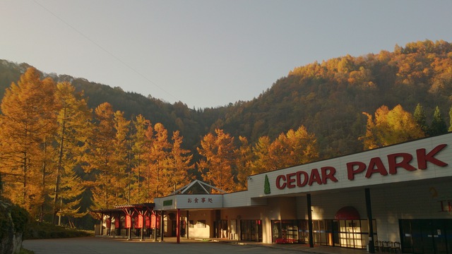 シーダ　紅葉