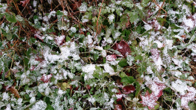 雪華