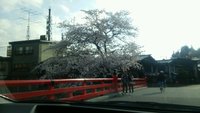 高山市内はこれからが桜の見頃！