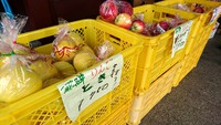 リンゴの種類増えています！
