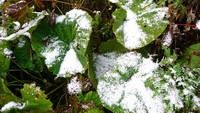 雪が！降りました！！！