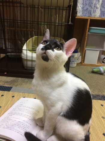 ささげ　里親さん募集