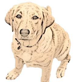 犬・里親さんを募集しています！