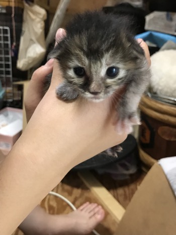 お母さんの忘れ物　あさひちゃん