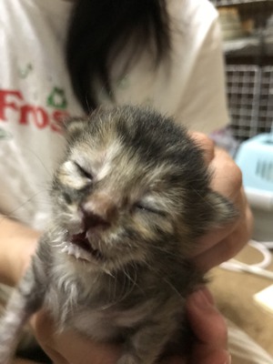 お母さんの忘れ物　あさひちゃん