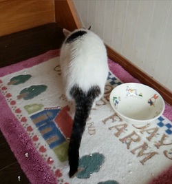 里親様だより