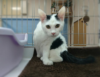 ■里親さん募集中■