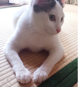 里親様だより
