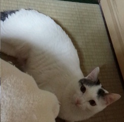 里親様だより