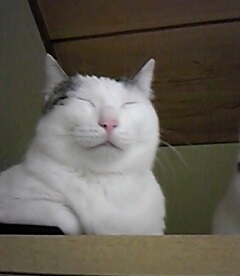 里親様だより