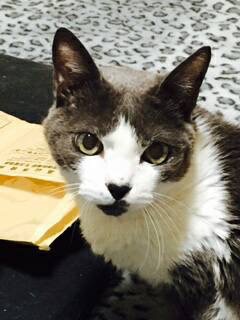 暖かく迎えてくださいませんか？　雄猫　里親さん募集中！