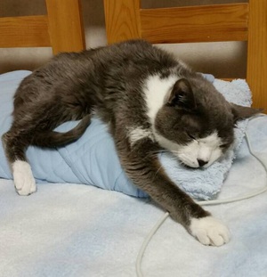 暖かく迎えてくださいませんか？　雄猫　里親さん募集中！