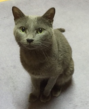 ロシアンブルー君　ご紹介！　猫