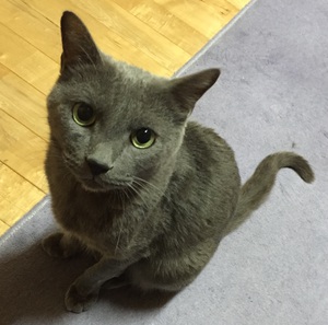 ロシアンブルー君　ご紹介！　猫