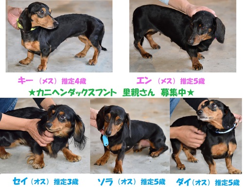 小さなダックスたち　ご紹介！