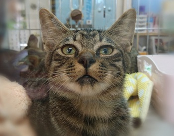 ■キジオくんの里親さん募集中です■