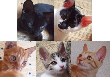 一度に5匹、面会できます♪