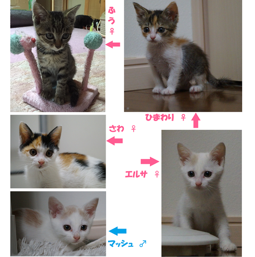 ☆里親さん募集中☆