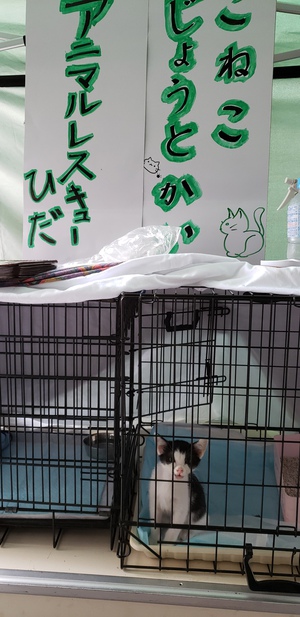 ラクールイベントに子猫参加します！