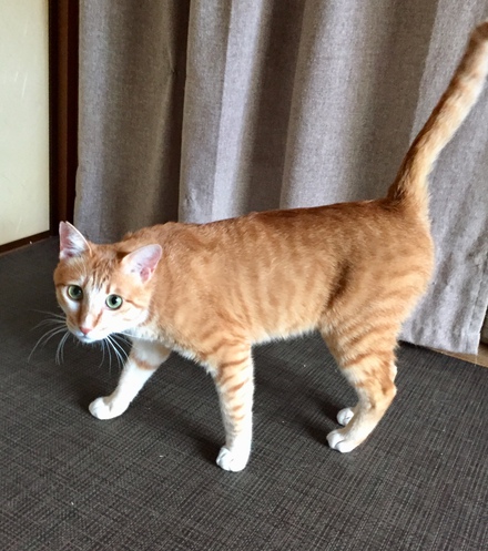 譲渡会でお待ちしています！