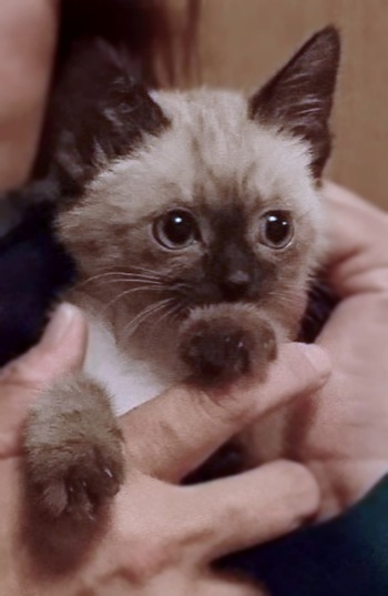 甘えん坊子猫「きょん」