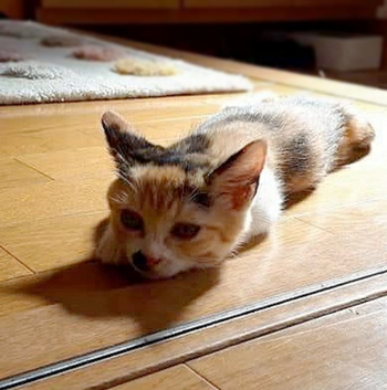 はなこ&ネロ、里親さんを待ってます♪