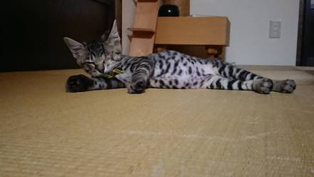 片目のクーちゃん、幸せ報告