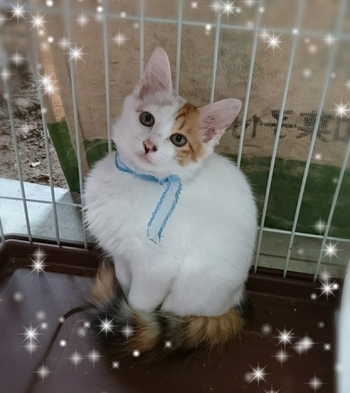 ■お人形みたいに可愛い レディ の里親さん募集中です