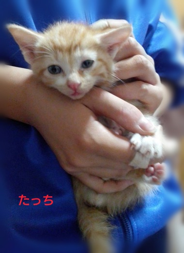 ■白と茶トラの子猫の里親さん募集中です■
