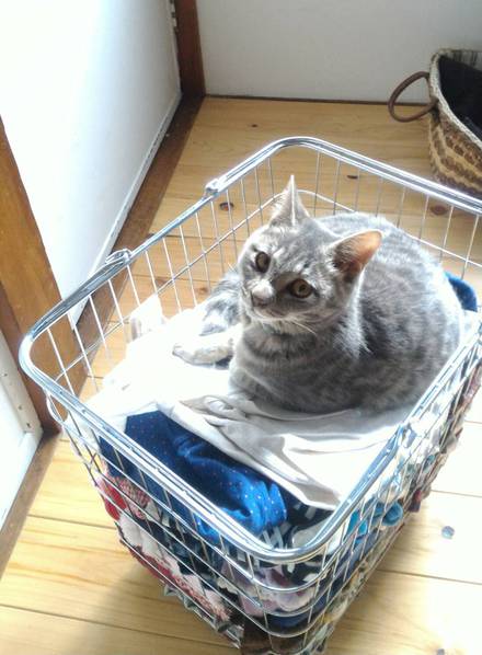 ノアちゃんの幸せ報告