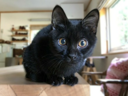 弱視のクロエモン、里親さん募集中です