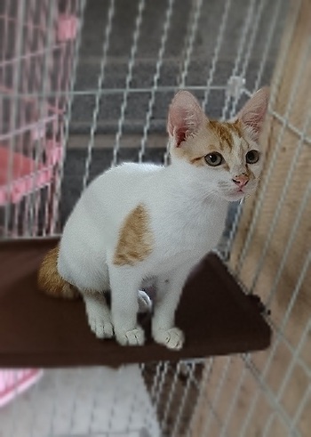 ■かまってちゃん、ボブの里親さん募集中です