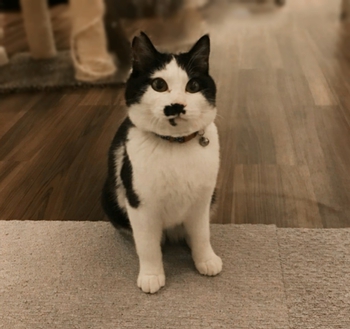 ココの里親さん募集中です