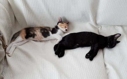 はなこ&ネロ、里親さんを待ってます♪