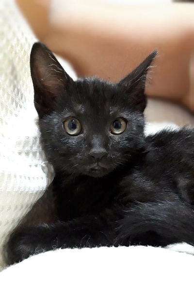 はなこ・ネロの里親さん募集中です♪