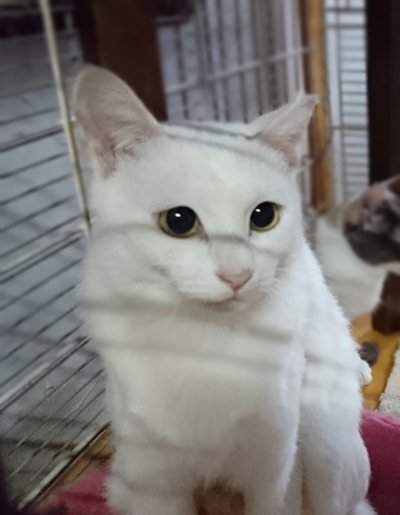 若い若いお母さん猫、チロです！
