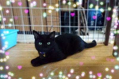 黒猫ジュジュの里親さん募集中です！