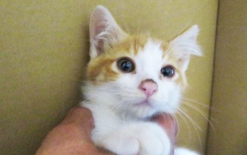 はぎ、譲渡会に参加します！