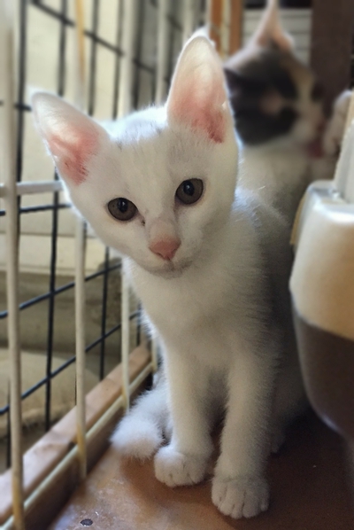 まっしろ猫「しろ」