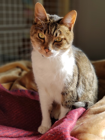 飼い主さんに先立たれてしまいました