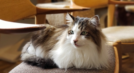 2月22日(土)は猫カフェ譲渡会です♪