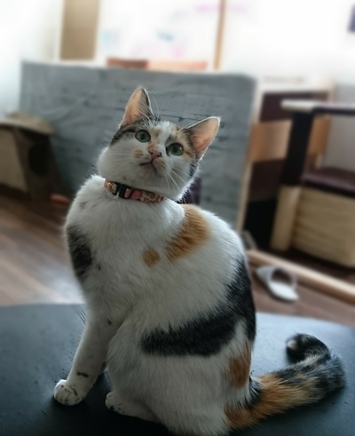 ベテランご接待猫、ミケ