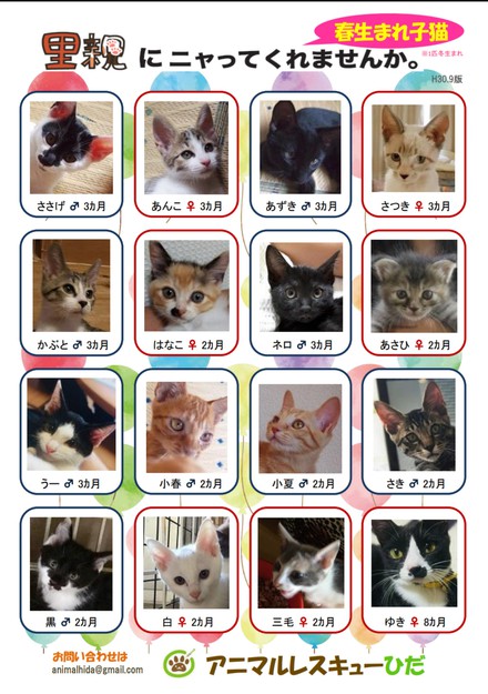 子猫達、里親さんを待っています！！