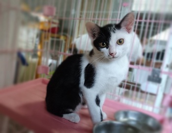 ■モノクロのチビモノちゃん、里親募集中です