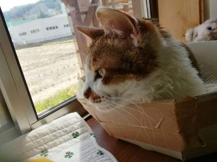 飼い主さんが亡くなったため、里親さん急募しています!!