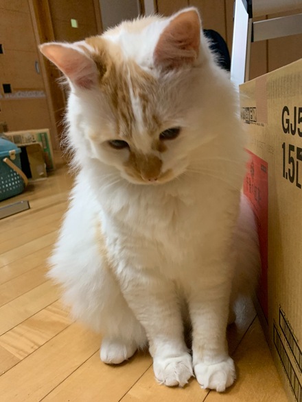 猫がいなくなりました。ご協力お願いします (無事みつかりました！)