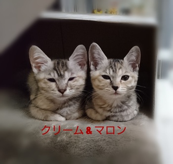 ■2ケ月のマロンクリーム♡里親さん募集中です■